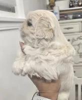 Ollie, a male Pekingese for sale in Bakersfield, CA – 1 of 5