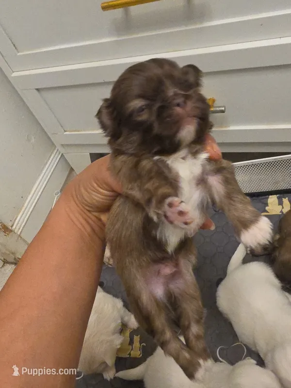 Bolt – Pekingese puppy for sale in Bakersfield, CA