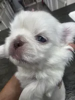 BOLT, a male Pekingese for sale in Bakersfield, CA – 2 of 6