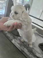 Precious, a female Pekingese for sale in Bakersfield, CA – Photo 2 of 2