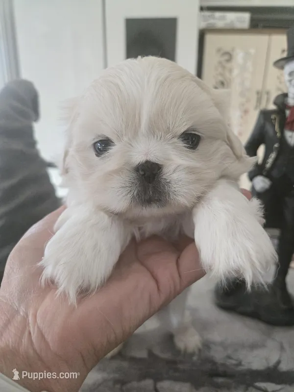 Precious, a female Pekingese for sale in Bakersfield, CA – Photo 1 of 2