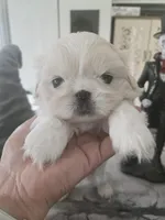 Precious, a female Pekingese for sale in Bakersfield, CA – Photo 1 of 2