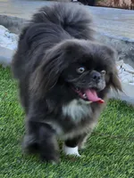 Layla, a female Pekingese for sale in Bakersfield, CA – Photo 2 of 2