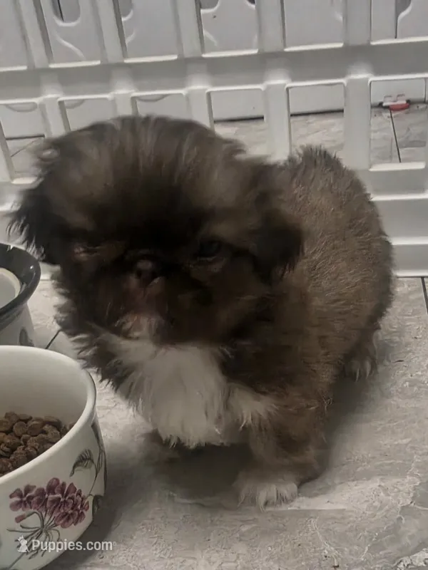 Sulley ♥️ – Pekingese puppy for sale in Bakersfield, CA
