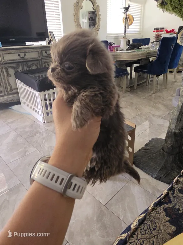 Moochie 🐮 Moo – Pekingese puppy for sale in Bakersfield, CA