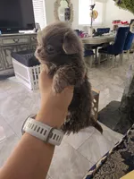 Moochie 🐮 Moo, a female Pekingese for sale in Bakersfield, CA – 4 of 4