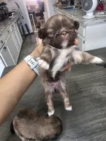 Dash, a male Pekingese for sale in Bakersfield, CA – 2 of 3