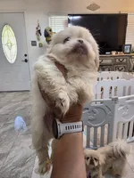 Lover Boy, a male Pekingese for sale in Bakersfield, CA – 4 of 5