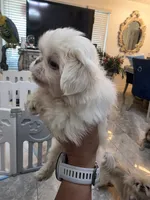 Valentino , a male Pekingese for sale in Bakersfield, CA – 2 of 7