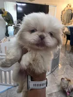 Valentino , a male Pekingese for sale in Bakersfield, CA – 6 of 7