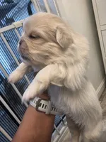 Kiara, a female Pekingese for sale in Bakersfield, CA – 1 of 3