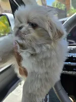 Max, a male Pekingese for sale in Bakersfield, CA – Photo 2 of 5