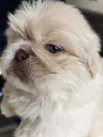 Max, a male Pekingese for sale in Bakersfield, CA – Photo 4 of 5