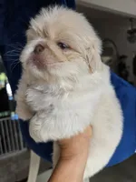 Max, a male Pekingese for sale in Bakersfield, CA – Photo 5 of 5