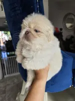 Max, a male Pekingese for sale in Bakersfield, CA – Photo 3 of 5