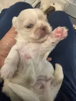 Oliver, a male Pekingese for sale in Bakersfield, CA – 1 of 3
