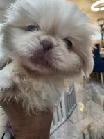 Valentino , a male Pekingese for sale in Bakersfield, CA – 7 of 7