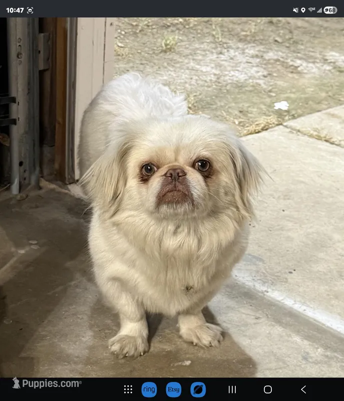 Annabelle  – Pekingese puppy for sale in Bakersfield, CA