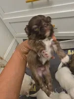 Dash, a male Pekingese for sale in Bakersfield, CA – 3 of 3