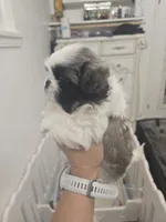 Bethoven, a male Pekingese for sale in Bakersfield, CA – 4 of 5