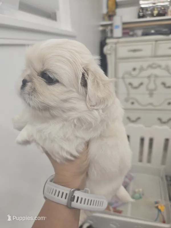 JOEY – Pekingese puppy for sale in Bakersfield, CA