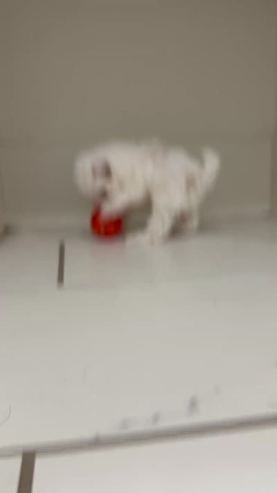 Jack, a male Maltipoo for sale in Birmingham, AL – 6 of 6