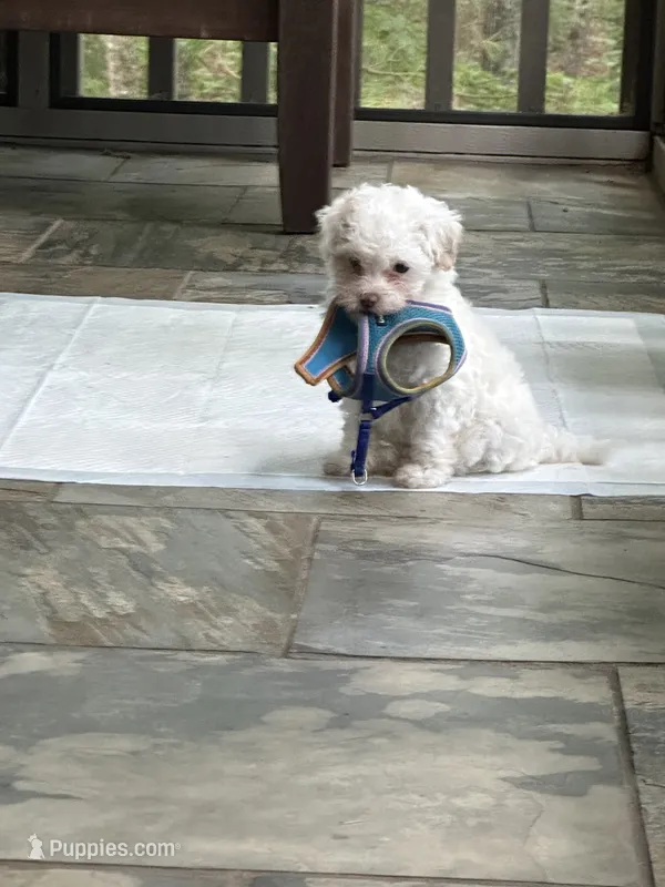 Jack – Maltipoo puppy for sale in Birmingham, AL