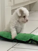Jack, a male Maltipoo for sale in Birmingham, AL – 5 of 6