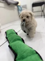 Gus, a male Maltipoo for sale in Birmingham, AL – 3 of 5
