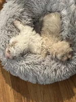 Jack, a male Maltipoo for sale in Birmingham, AL – 4 of 6