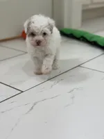 Jack, a male Maltipoo for sale in Birmingham, AL – 2 of 6