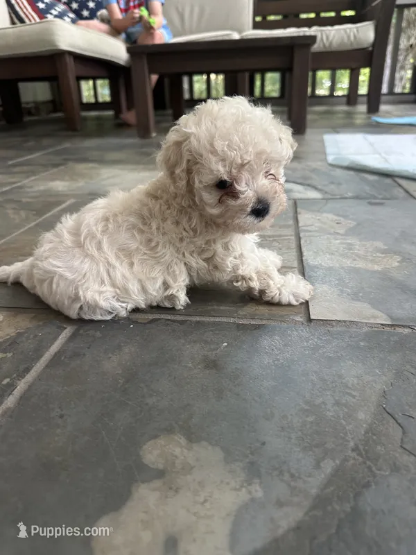 Gus – Maltipoo puppy for sale in Birmingham, AL