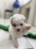 Jack, a male Maltipoo for sale in Birmingham, AL – 3 of 6