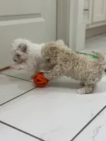 Gus, a male Maltipoo for sale in Birmingham, AL – 4 of 5