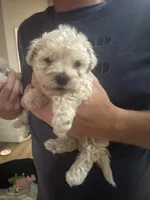 Gus, a male Maltipoo for sale in Birmingham, AL – 5 of 5