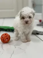 Jack, a male Maltipoo for sale in Birmingham, AL – 1 of 6