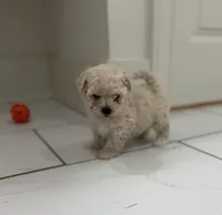 Gus, a male Maltipoo for sale in Birmingham, AL – 1 of 5