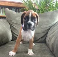 processed/87f3476e-dd5c-4878-83dd-042b2f5d1f06/listing/779190c8-d8da-4a12-9b56-ccd5e4215779/3357ecaa-b9ef-4edd-939b-ce3e94284ecb