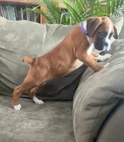 processed/87f3476e-dd5c-4878-83dd-042b2f5d1f06/listing/779190c8-d8da-4a12-9b56-ccd5e4215779/3a0fafef-9e84-4437-a044-1f1e7972985c