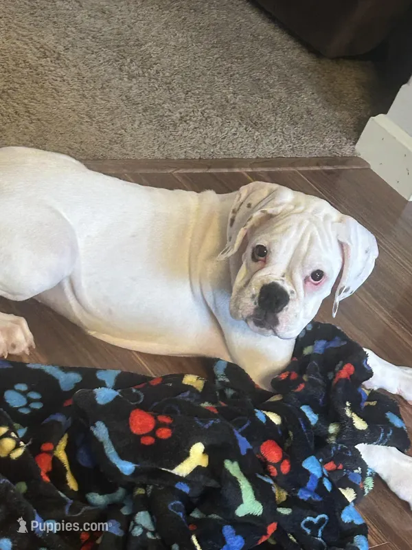 CH-Sired Angel – Boxer puppy for sale in Minerva, OH