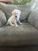 processed/87f3476e-dd5c-4878-83dd-042b2f5d1f06/listing/99f9272d-946a-42dd-a30e-db0ea9197e4d/7933a0b2-f912-429f-8a95-8f6c7480c3a6