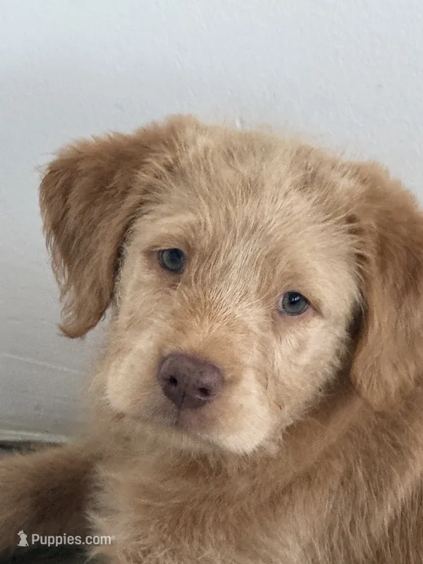 Max – Labradoodle, Golden Retriever puppy for sale in Hampden, MA