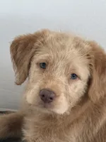 Max, a male Labradoodle and Golden Retriever for sale in Hampden, MA – 1 of 5