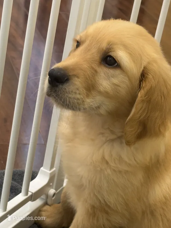 Moose – Golden Retriever, English Cream Golden Retriever puppy for sale in Hampden, MA