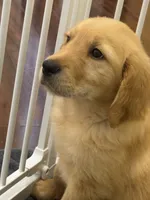 Moose, a male Golden Retriever and English Cream Golden Retriever for sale in Hampden, MA – 1 of 7
