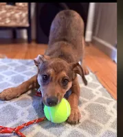 Nacho, a male Chiweenie for sale in Hampden, MA – 3 of 3