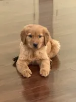 Maple, a female Golden Retriever for sale in Wilbraham, MA – 4 of 4