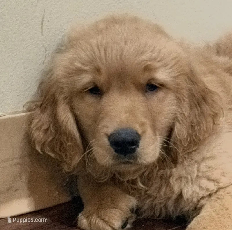 Moose – Golden Retriever puppy for sale in Wilbraham, MA