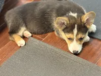 Sawyer, a male Pembroke Welsh Corgi for sale in Wilbraham, MA – Photo 4 of 7