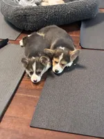 Sawyer, a male Pembroke Welsh Corgi for sale in Wilbraham, MA – Photo 6 of 7